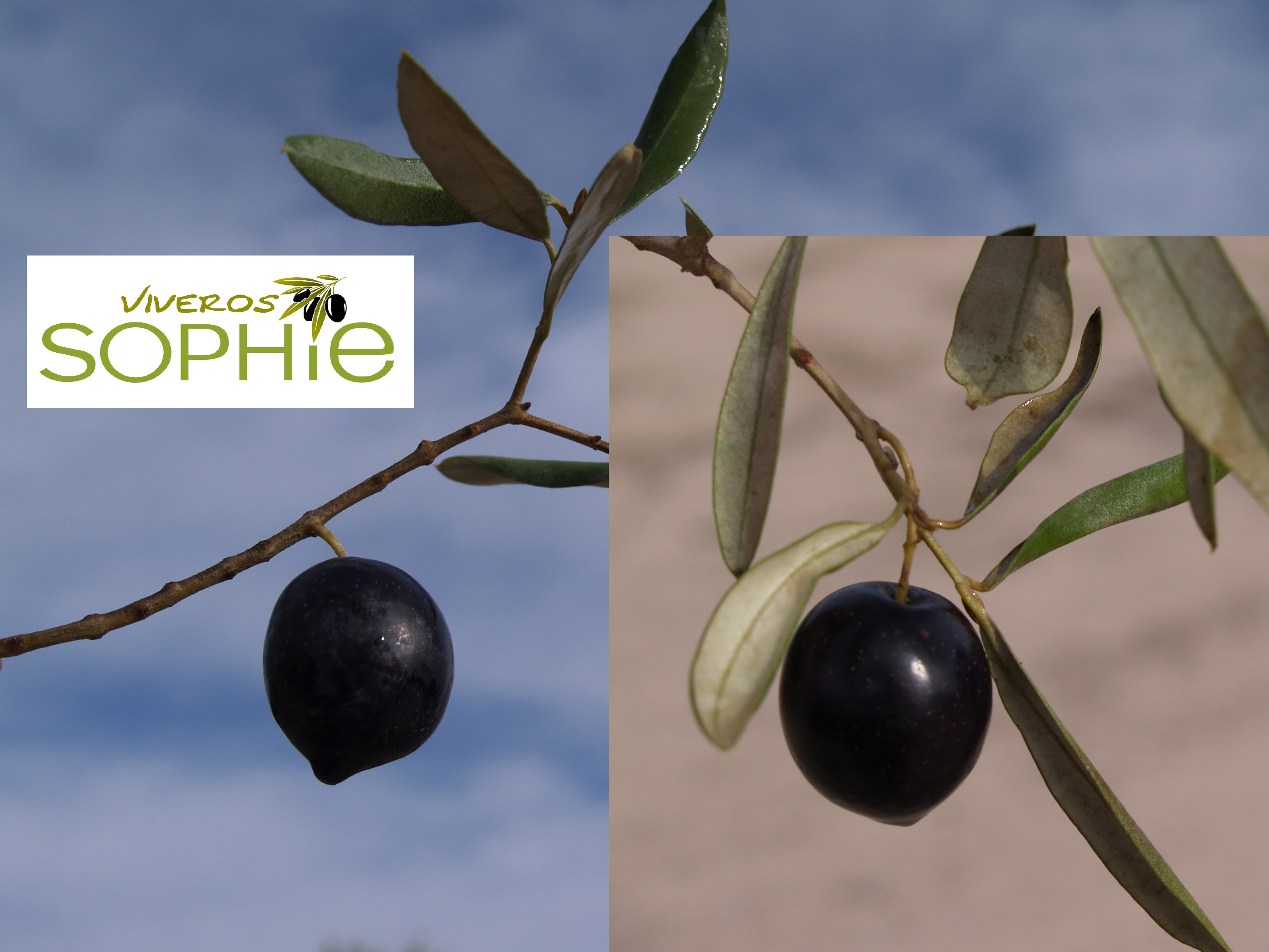 Variedad de olivo MANZANILLA  DE  HELLÍN